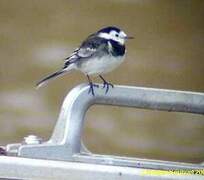 White Wagtail (yarrellii)