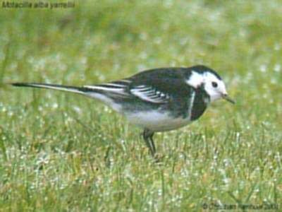 White Wagtail (yarrellii)