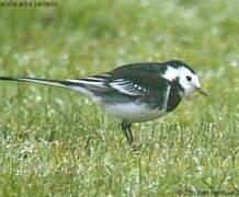 White Wagtail (yarrellii)