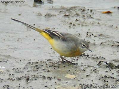 Grey Wagtail