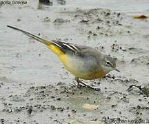 Grey Wagtail