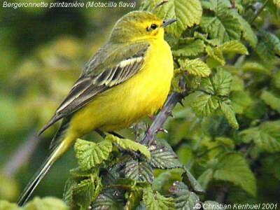 Western Yellow Wagtail (flavissima)