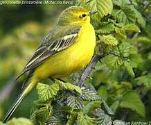 Western Yellow Wagtail (flavissima)