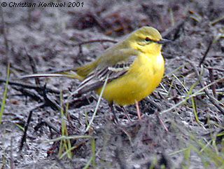 Western Yellow Wagtail (flavissima)