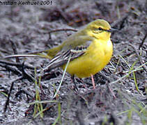 Western Yellow Wagtail (flavissima)