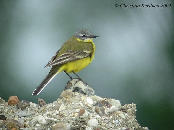 Western Yellow Wagtail