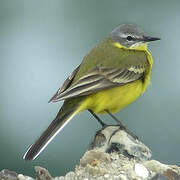 Western Yellow Wagtail