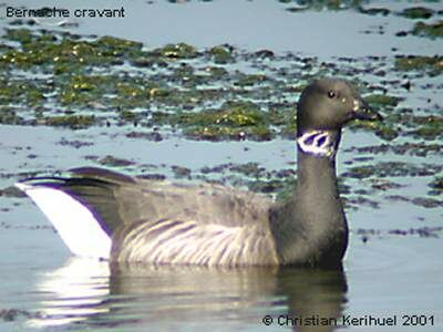 Brant Goose