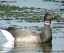 Brant Goose