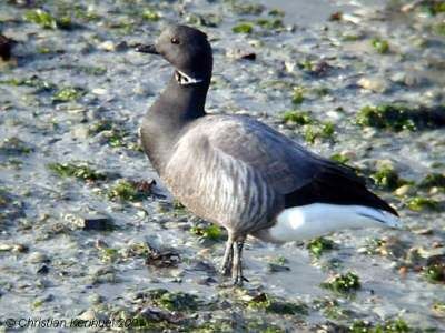 Brant Goose