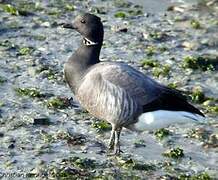 Brant Goose