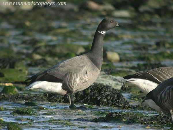 Brant Goose