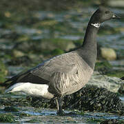 Brant Goose