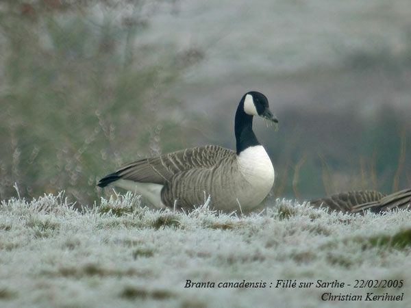 Canada Goose