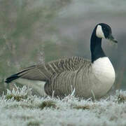 Canada Goose