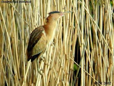 Little Bittern