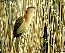 Little Bittern