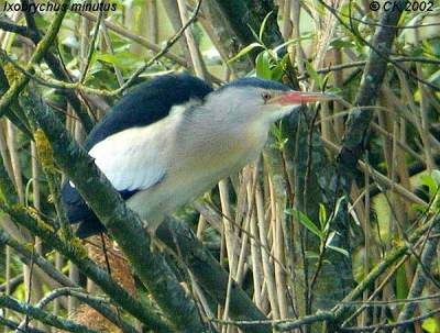 Little Bittern