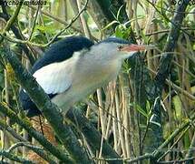 Little Bittern