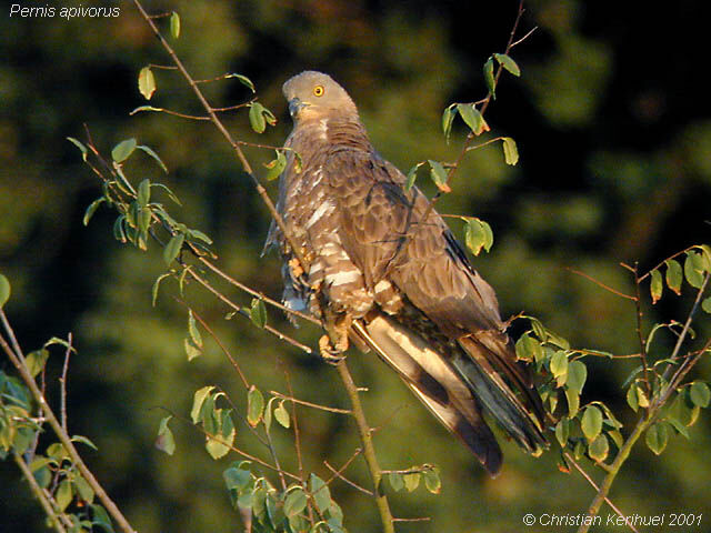 European Honey Buzzard