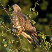 European Honey Buzzard