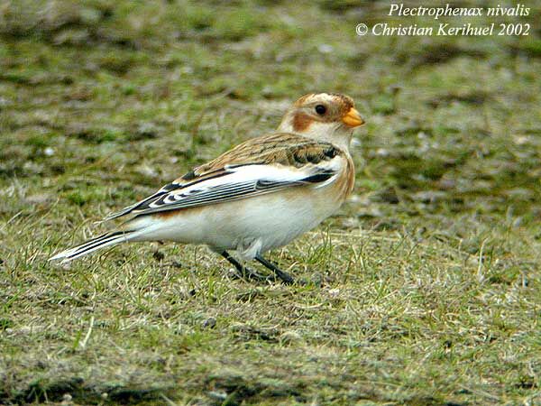 Snow Bunting