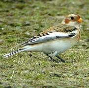 Snow Bunting