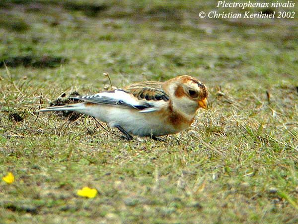 Snow Bunting