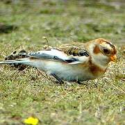 Snow Bunting