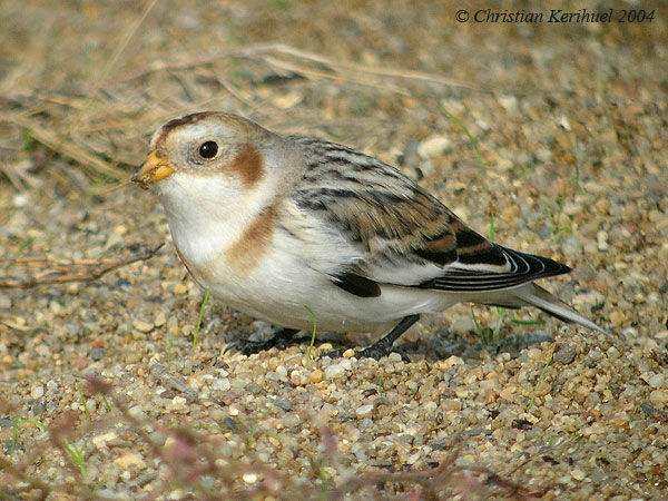 Snow Bunting