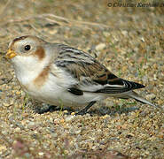 Snow Bunting