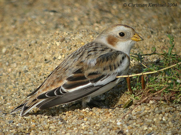 Snow Bunting