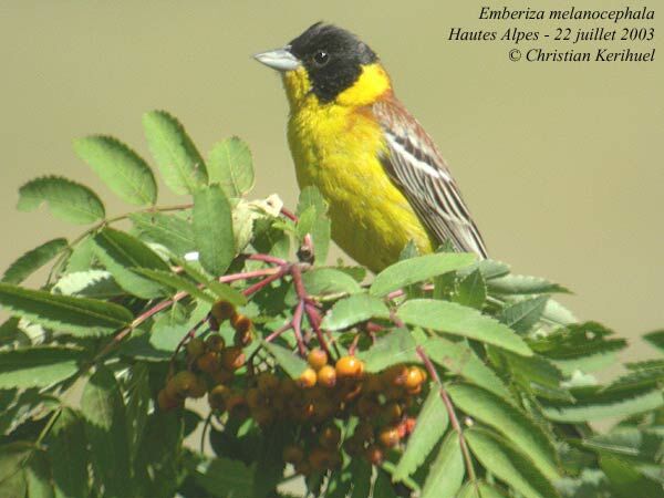 Black-headed Bunting