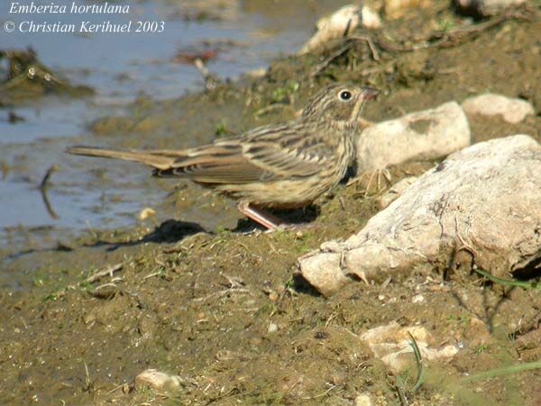 Ortolan Bunting