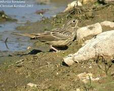 Ortolan Bunting