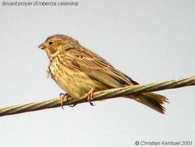 Corn Bunting