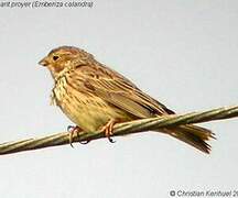 Corn Bunting