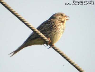 Corn Bunting