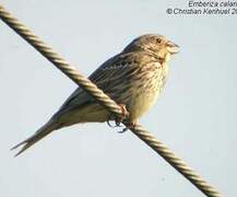 Corn Bunting