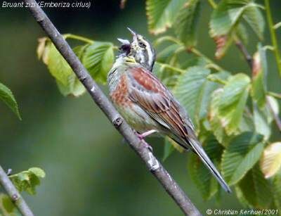 Cirl Bunting