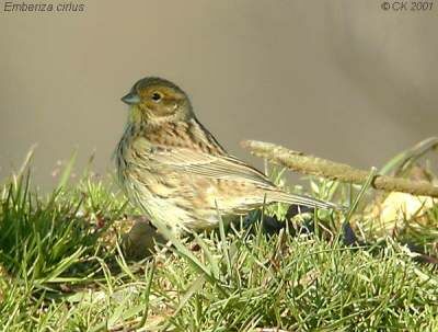 Cirl Bunting