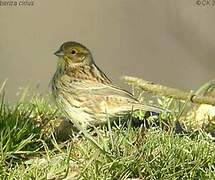 Cirl Bunting