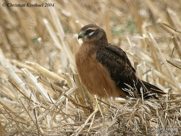 Montagu's Harrier