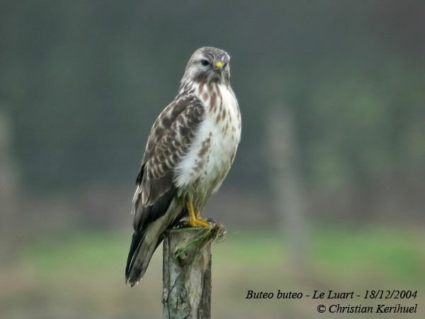 Common Buzzard