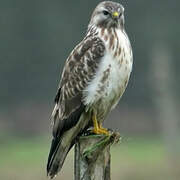 Common Buzzard