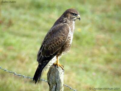 Common Buzzard