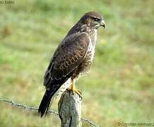 Common Buzzard