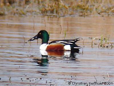 Canard souchet