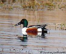 Canard souchet
