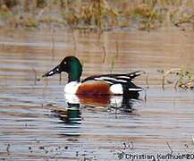 Northern Shoveler